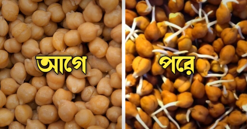 কাঁচা ছোলা কে অঙ্কুরিত ছোলার পরিবর্তন 